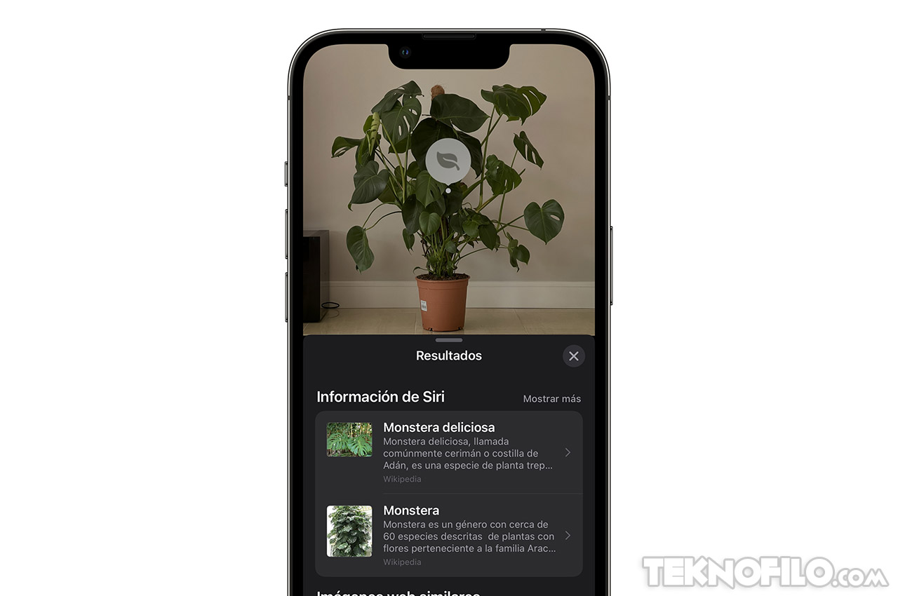 Prestigio Autonomía Dormido La cámara del iPhone puede identificar cualquier planta | Teknófilo