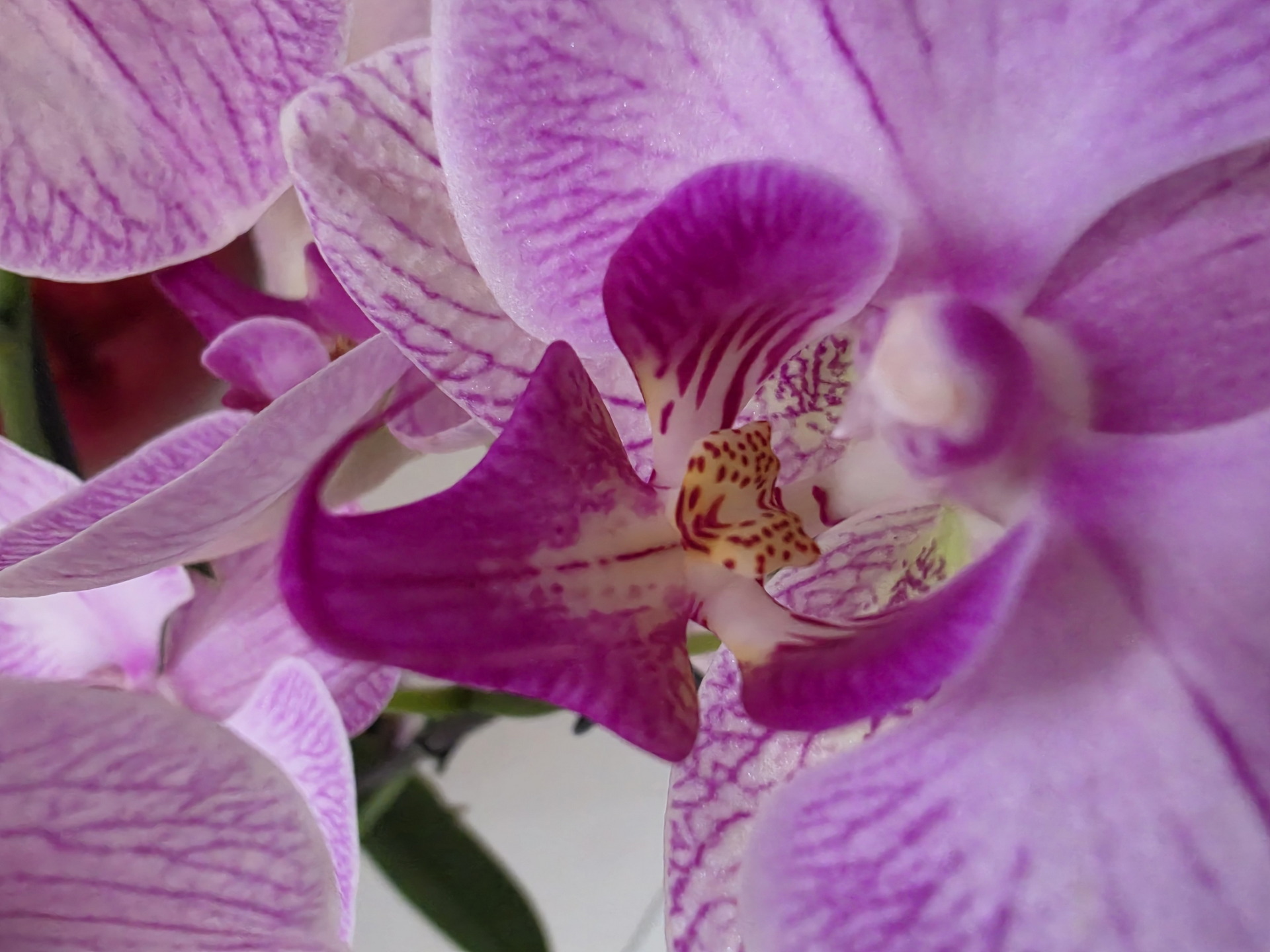 Primer plano de una orquídea rosa con detalles delicados y pétalos vibrantes.