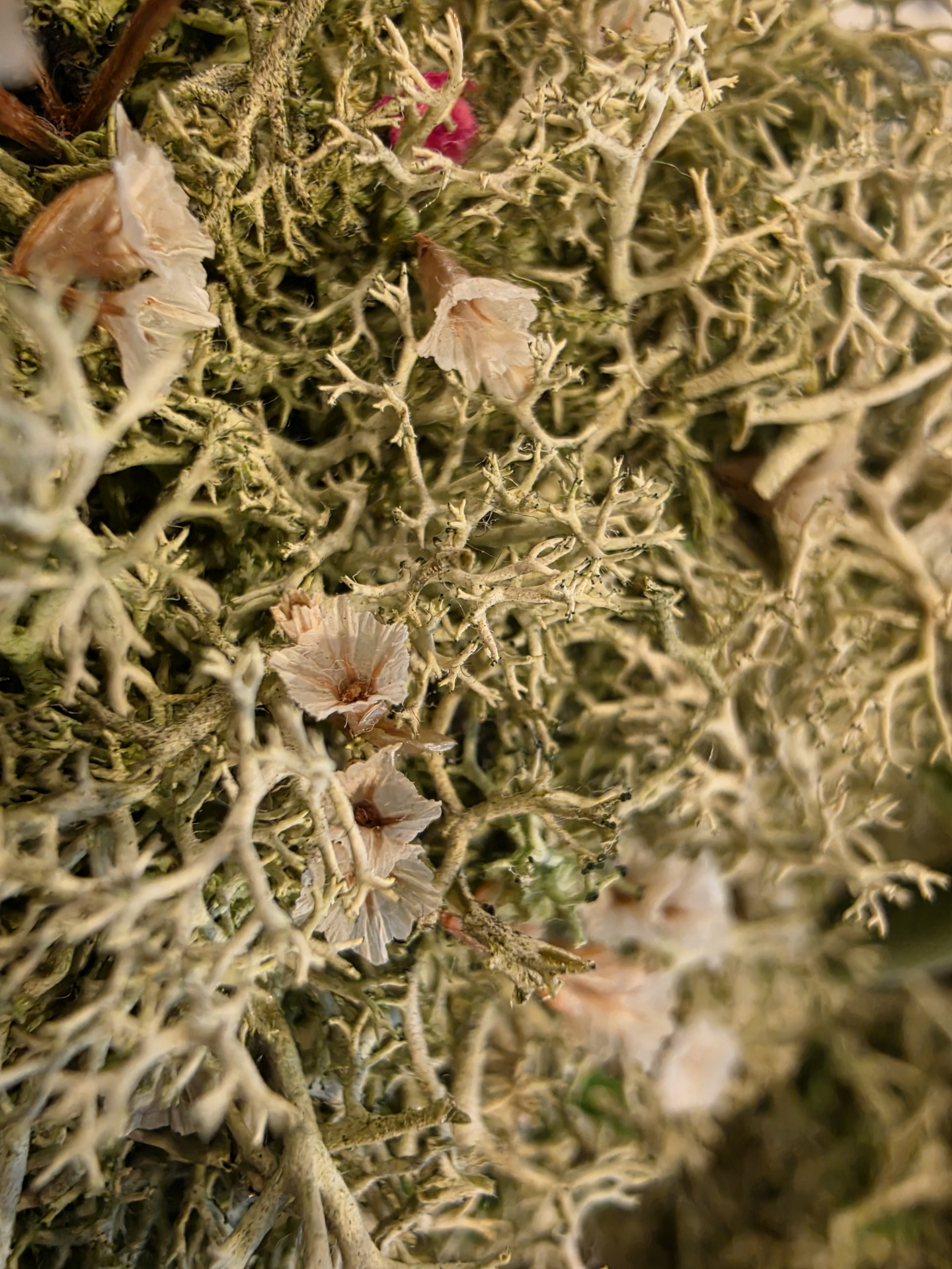 Líquenes con delicadas flores blancas y textura intrincada en un bosque, mostrando biodiversidad natural.