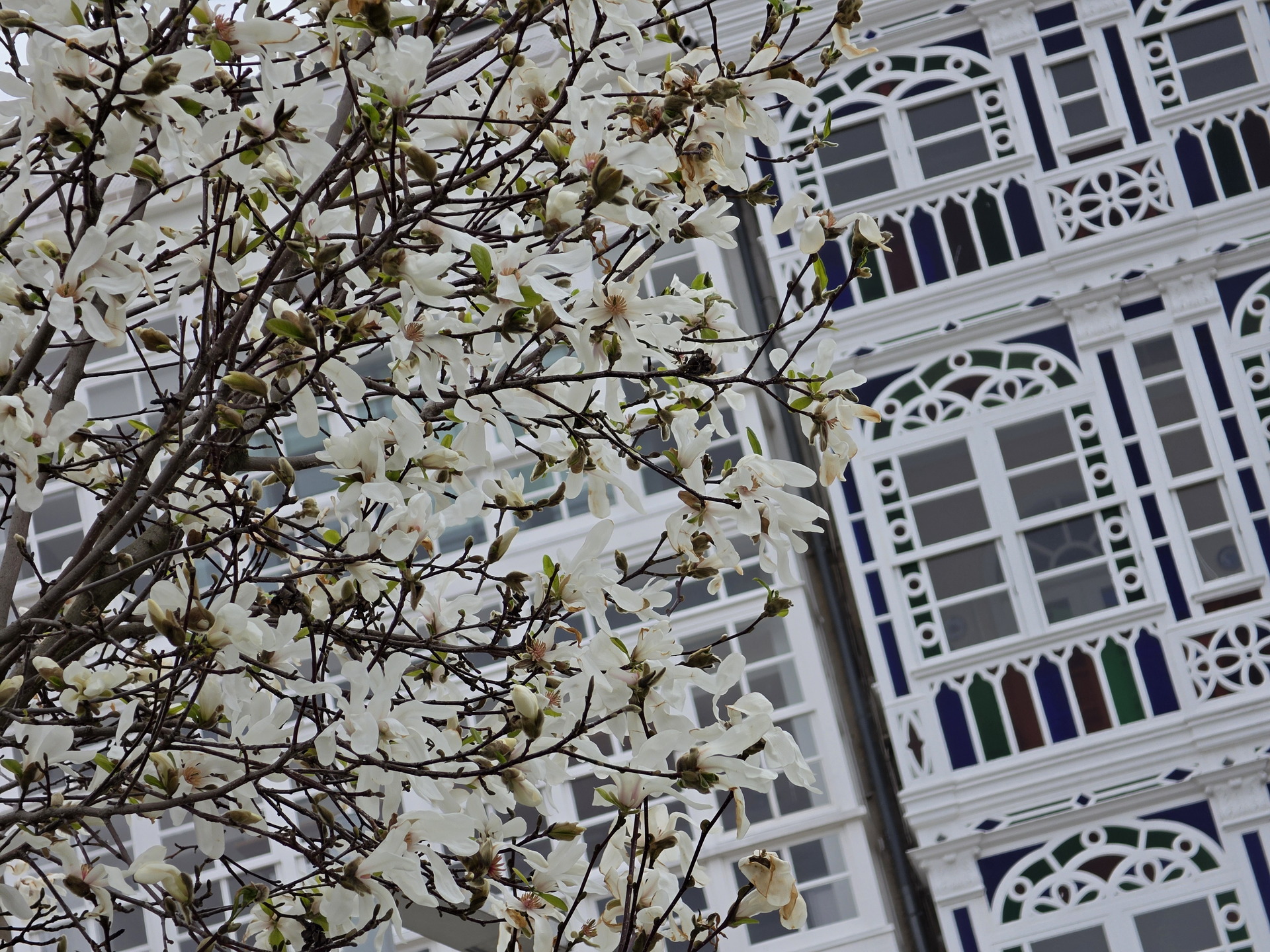 Árbol de magnolias en flor frente a edificio con galerías blancas.