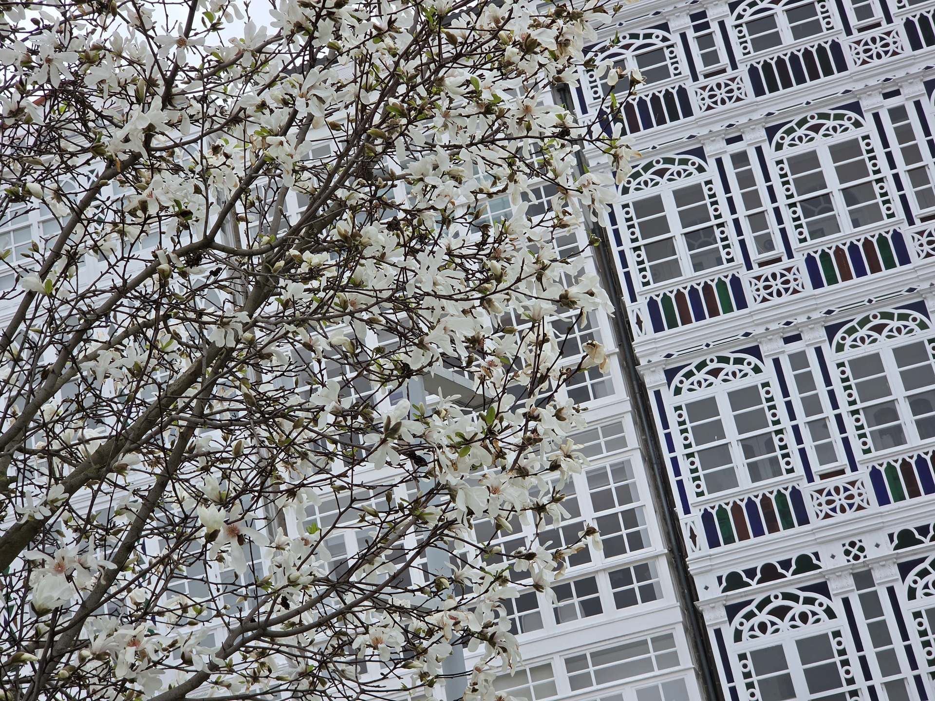 Árbol de magnolias en flor frente a edificio con galerías blancas y ventanas ornamentadas.