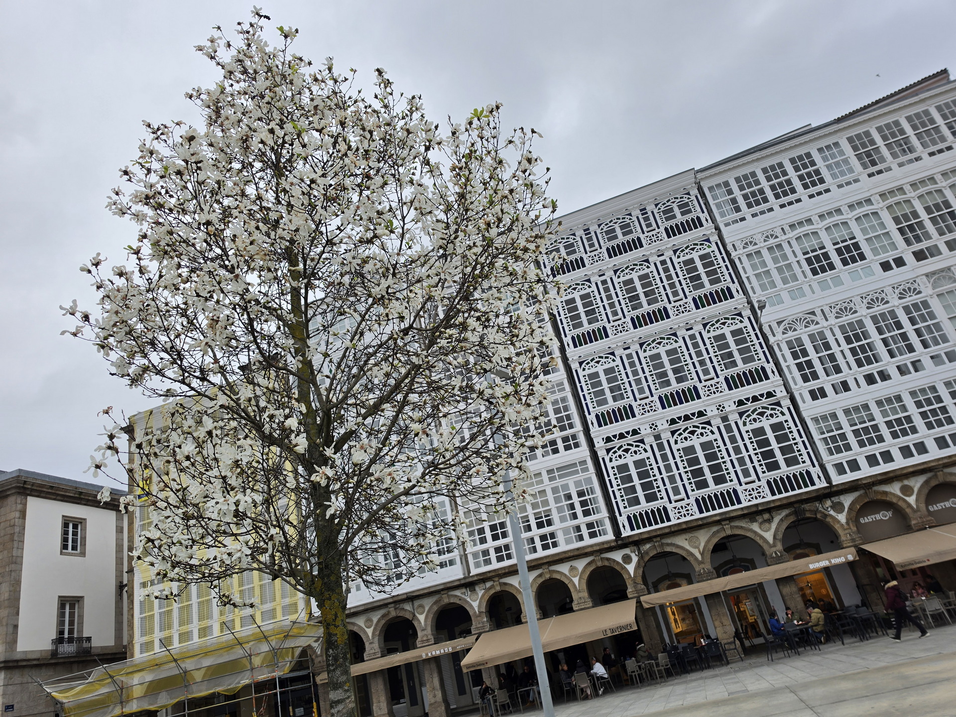 Árbol en flor frente a edificios históricos con balcones de cristal en un día nublado.