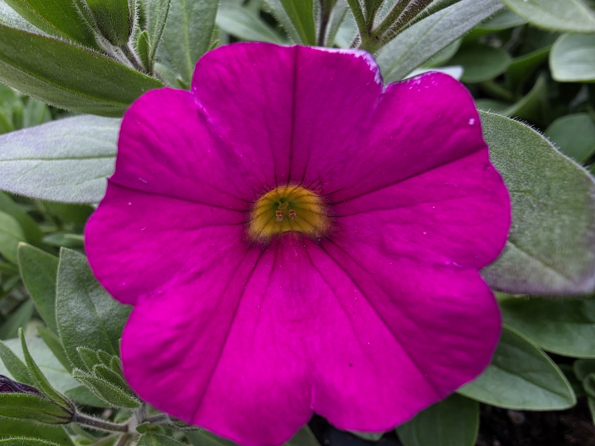 Flor petunia fucsia vibrante con hojas verdes de fondo, resaltando su centro amarillo brillante.