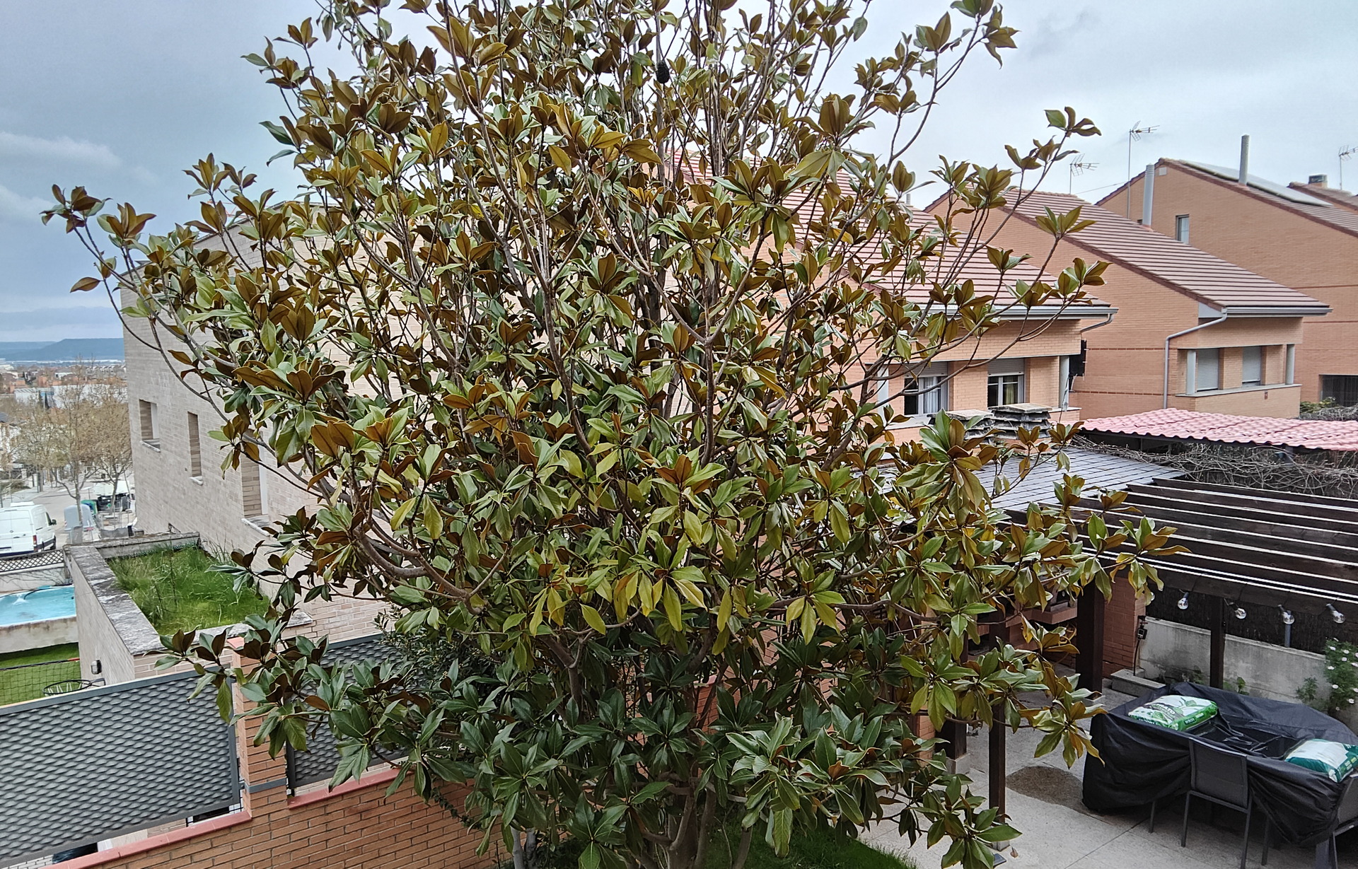 Árbol verde en un patio trasero con casas de ladrillo y pérgola al fondo en un día nublado.