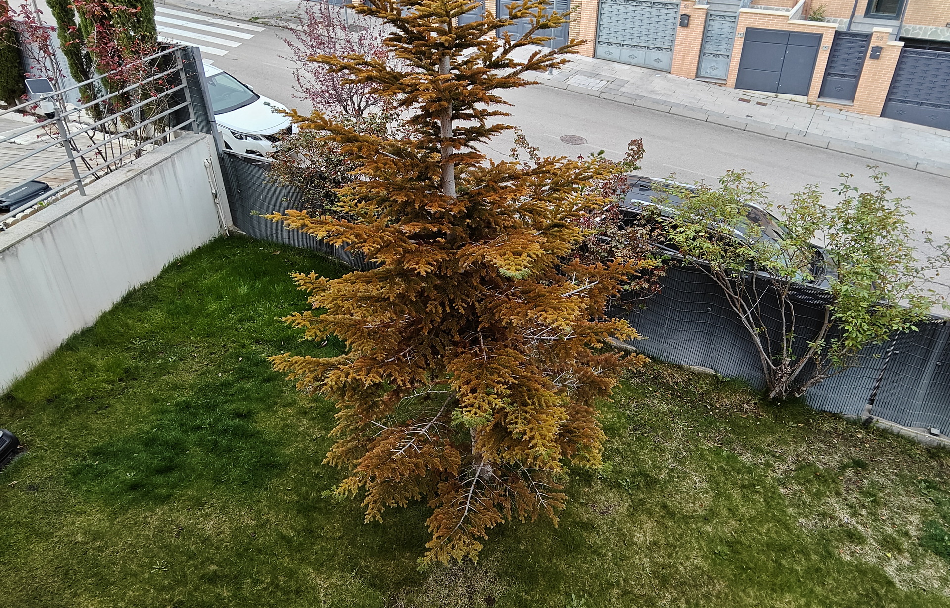 Árbol de hojas marrones en jardín urbano, cerca de una calle residencial con coches estacionados.