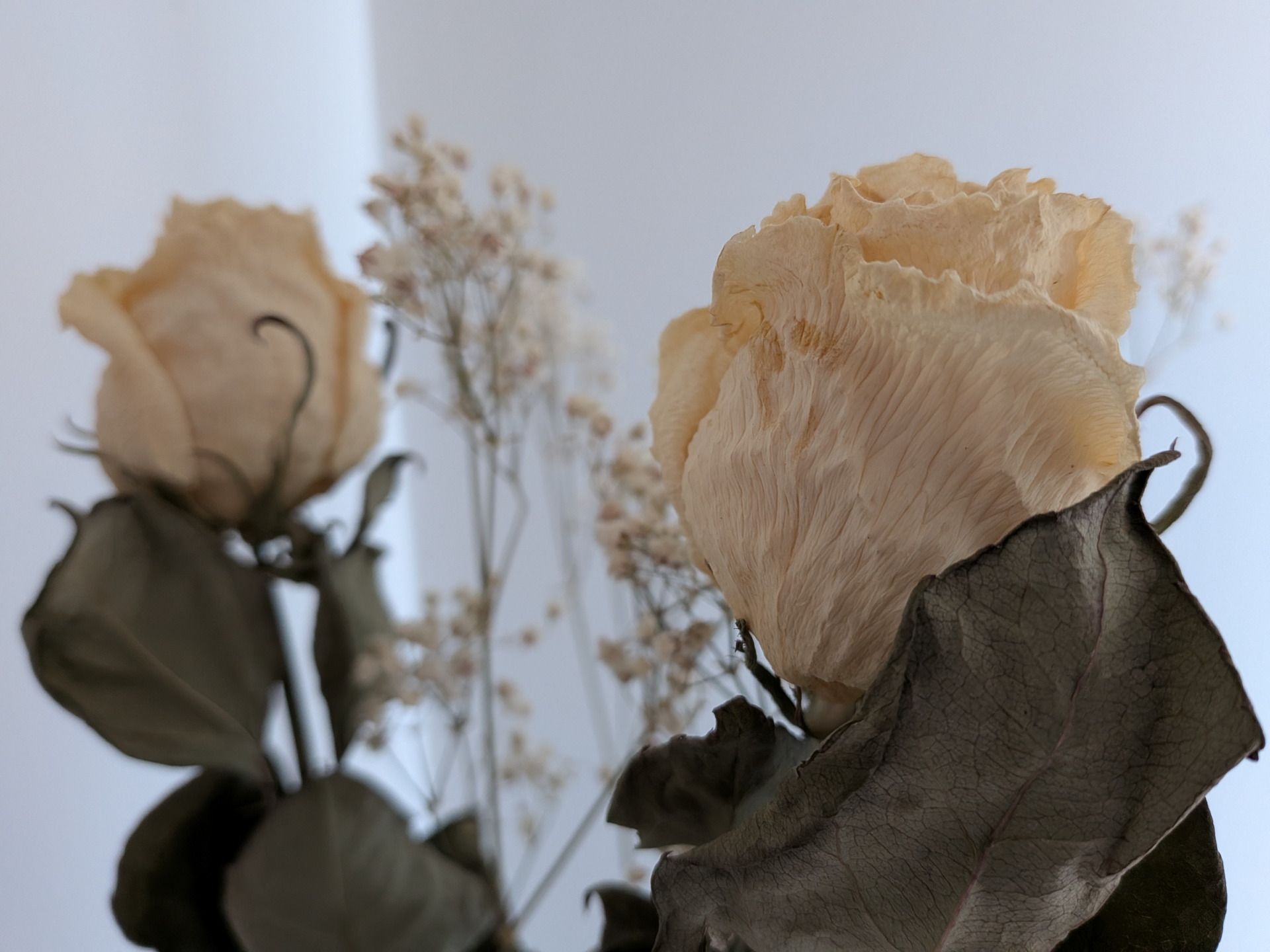 Rosas secas beige y hojas marchitas, detalle cercano con fondo claro. Flor preservada en un ambiente minimalista.