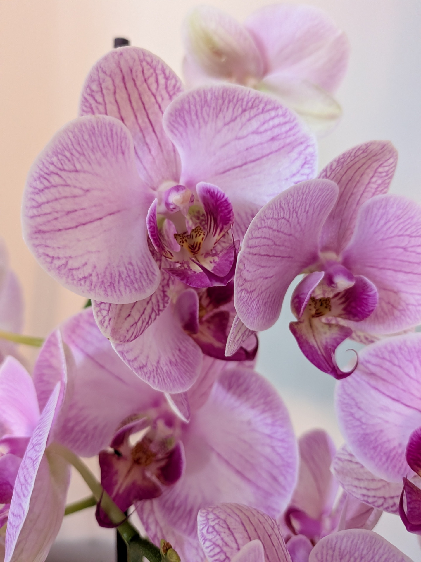 Orquídeas moradas en plena floración mostrando sus intrincados pétalos y detalles delicados.