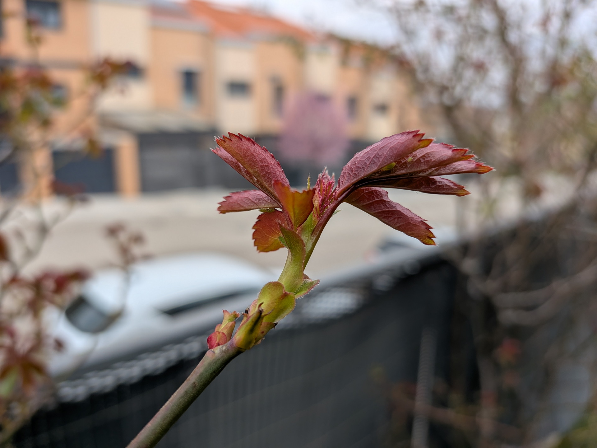 Brote de rosa roja con fondo de casas desenfocado, simbolizando el inicio de la primavera en un entorno urbano.