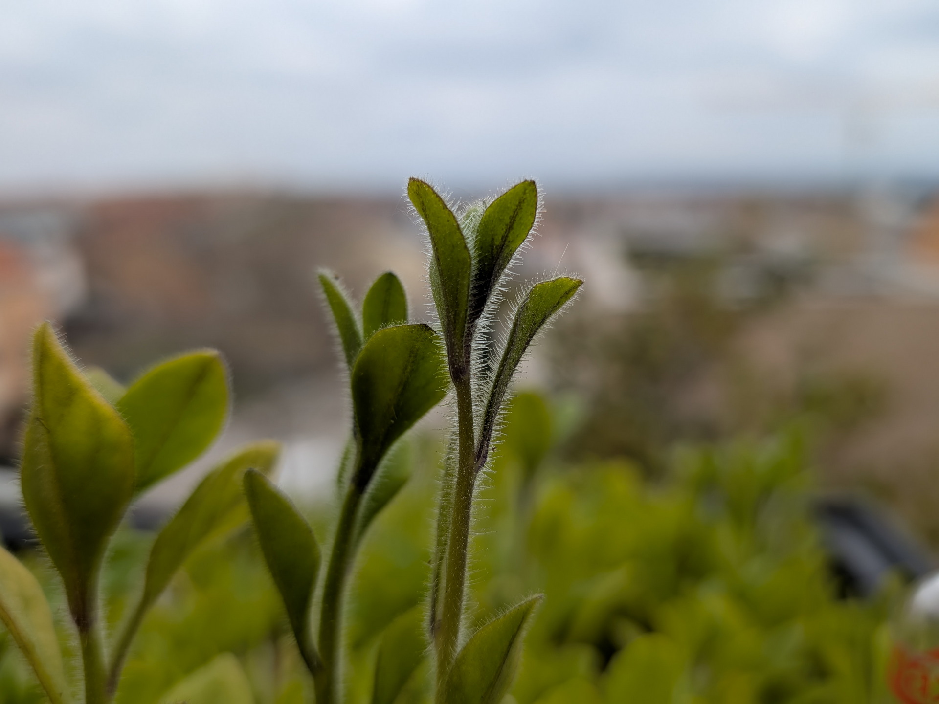 Brote verde en primer plano con fondo desenfocado, representando el crecimiento y la naturaleza.