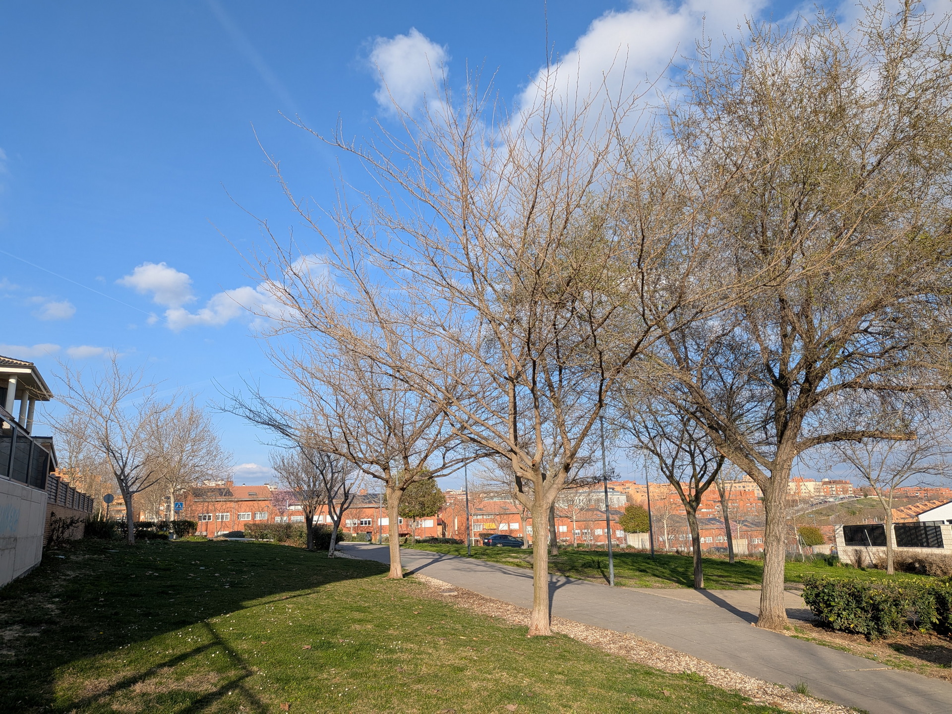 Parque soleado con árboles sin hojas y cielo azul en un barrio residencial con casas de ladrillo al fondo.
