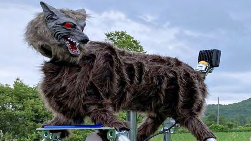 Figura de lobo robotico en un campo verde, usada para ahuyentar animales salvajes. Decoración peculiar y tecnológica.