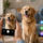 Persona usando aplicación móvil para revisar la salud de un perro Golden Retriever con resultados de salud visualizados.