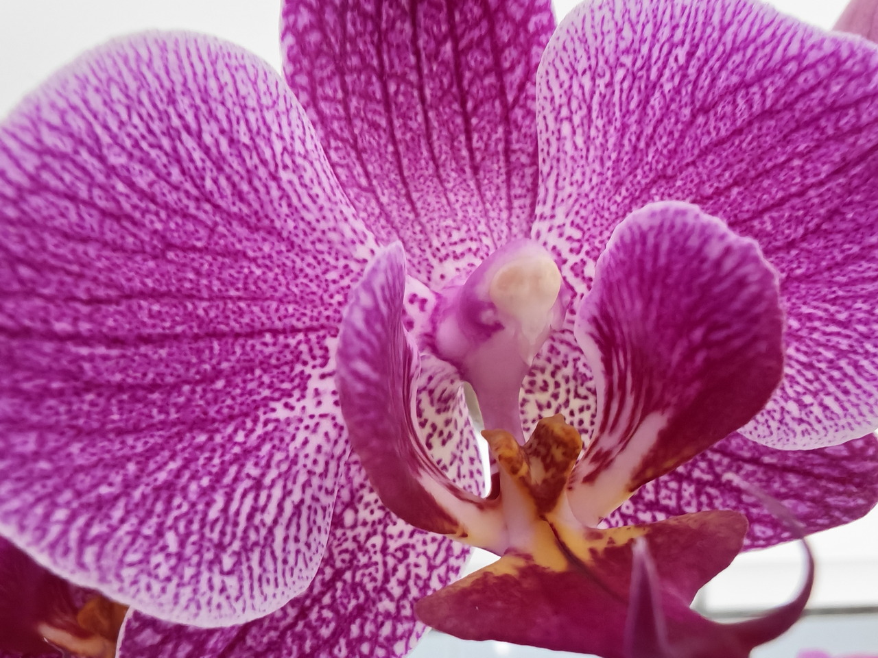Orquídea púrpura en primer plano con delicado patrón de puntos y pétalos vibrantes. Belleza natural exótica.