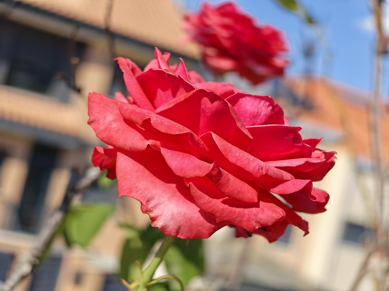 Rosa roja en primer plano con fondo de edificio desenfocado bajo cielo azul.