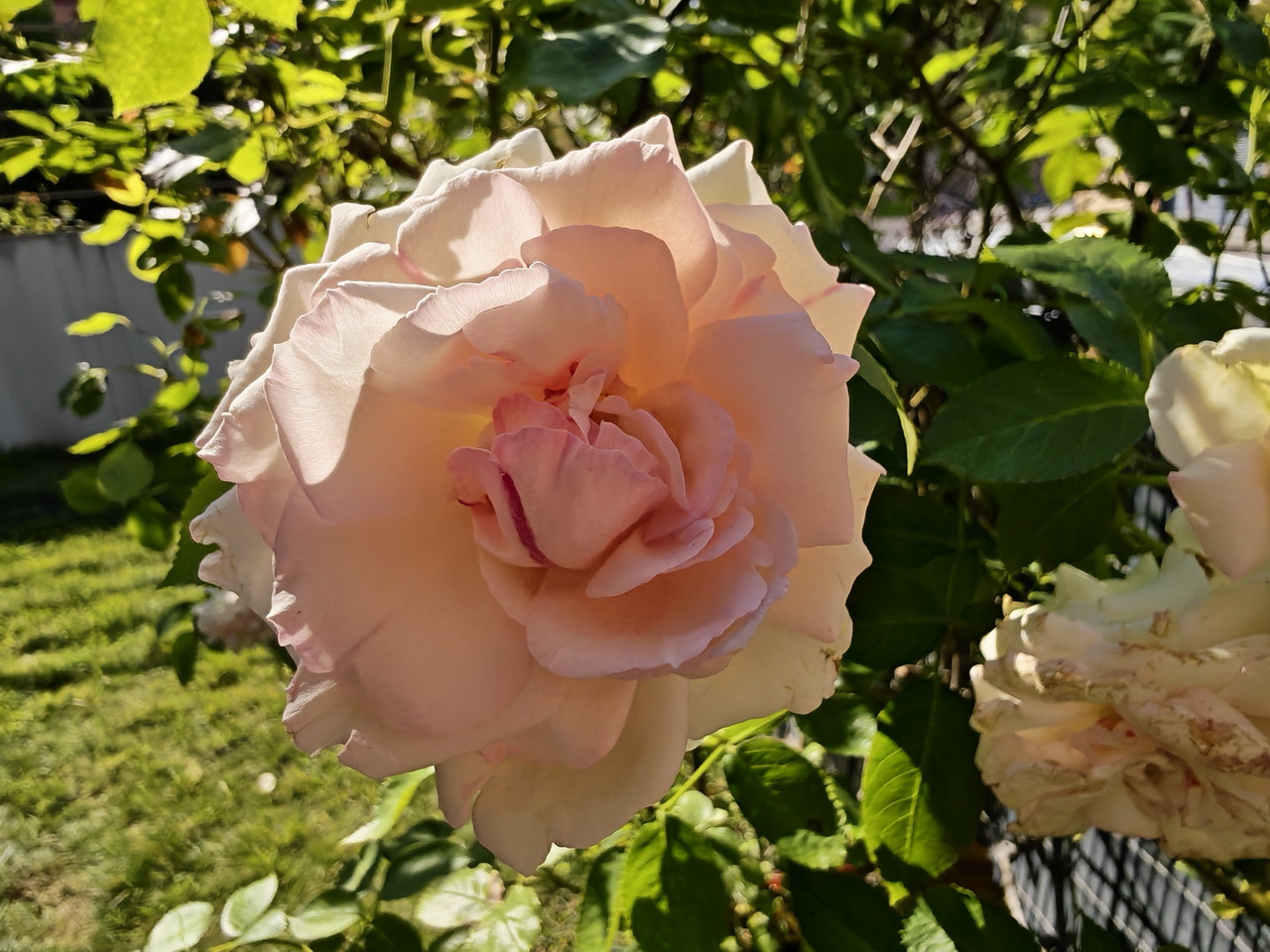 Rosa rosa pálida en jardín, iluminada por la luz del sol, con hojas verdes de fondo. Belleza natural y tranquilidad.