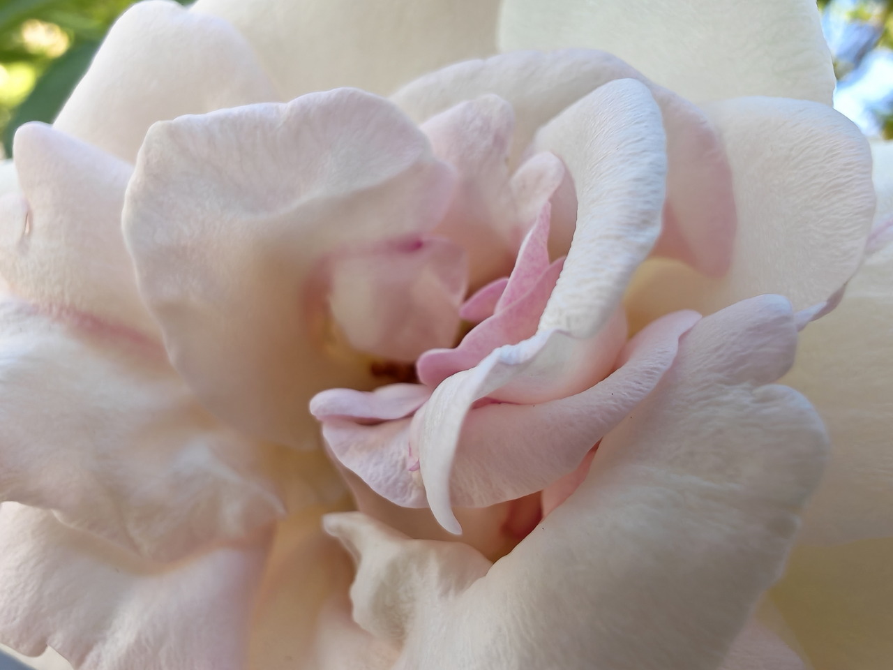 Close-up de una flor de pétalos rosados y blancos, mostrando su textura delicada y colores suaves.