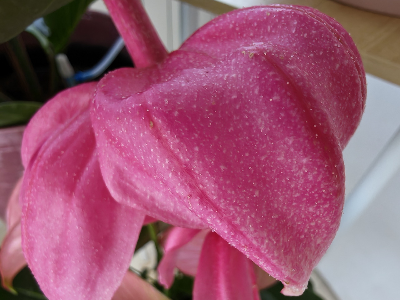 Flor de anturio rosa vibrante en primer plano, resaltando sus pétalos texturizados y brillantes.
