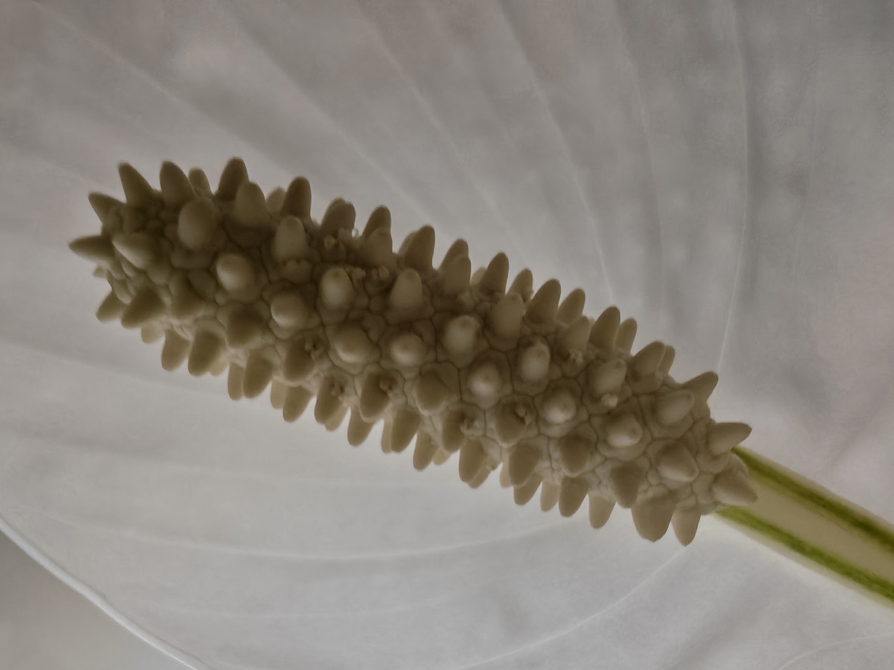 Primer plano de una flor de espatifilo mostrando su espádice con detalles naturales y textura única.