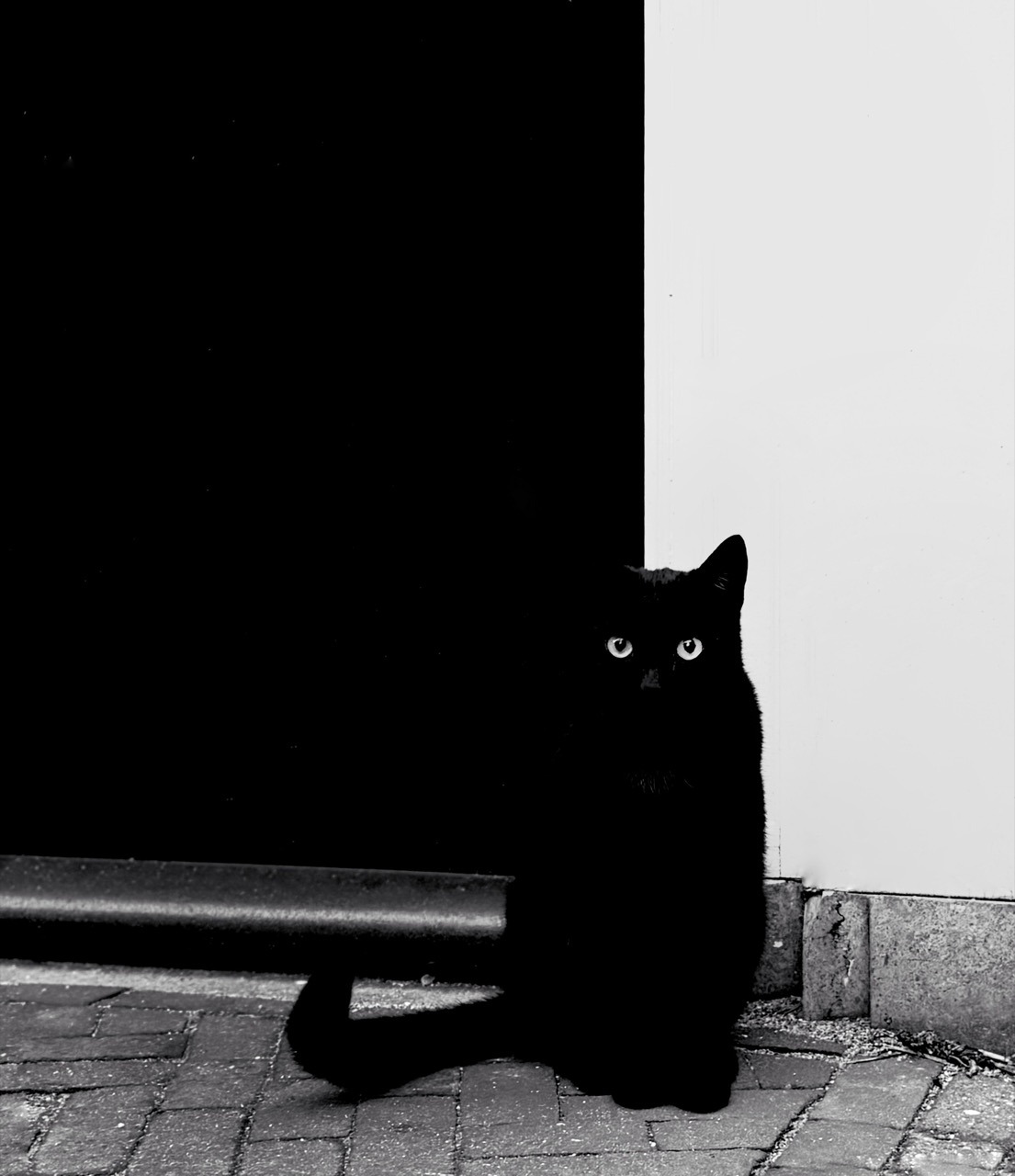 Gato negro parado sobre adoquines en un entorno monocromático, resaltando su figura y mirada penetrante.