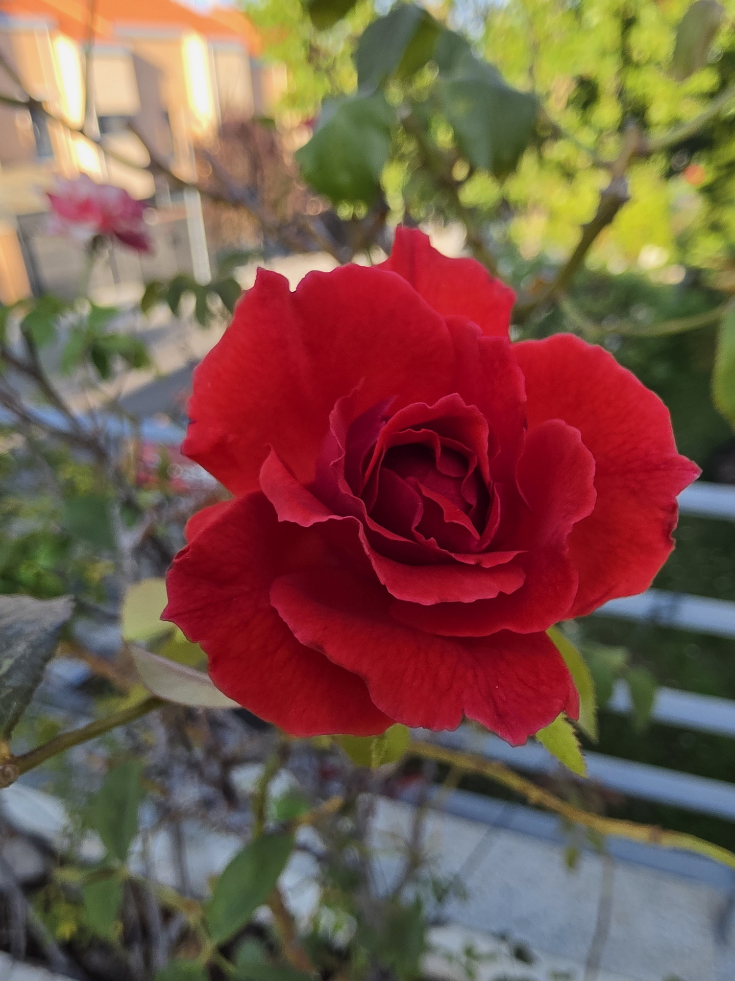 Rosa roja vibrante en un jardín con fondo desenfocado, destacando por su belleza natural y color intenso.