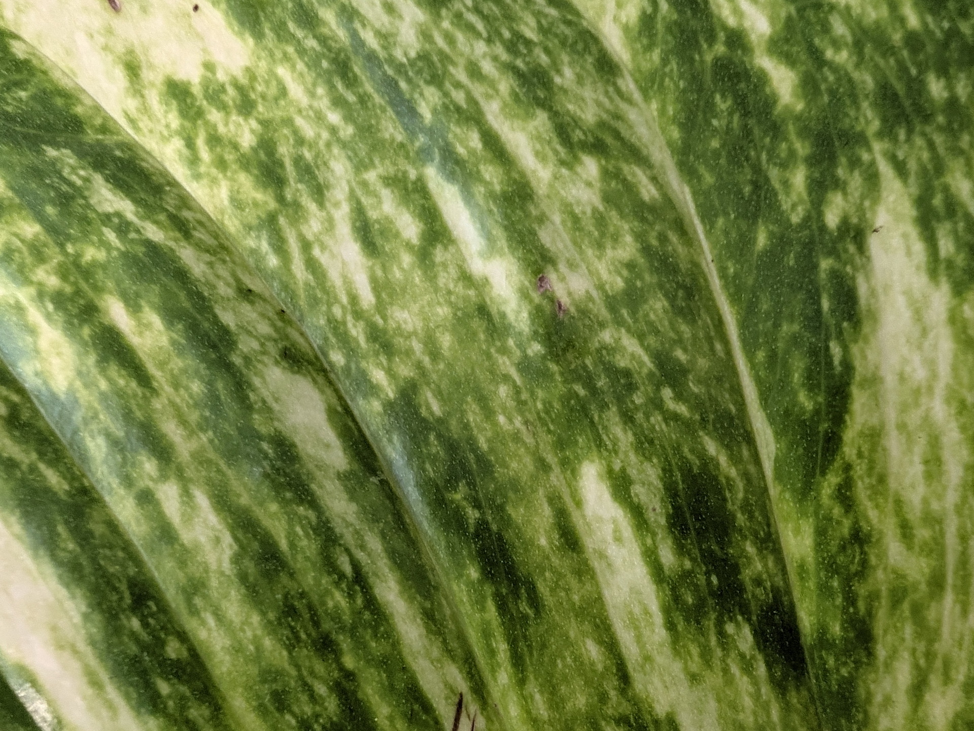 Hoja verde jaspeada de planta suculenta con detalles de textura natural y patrones únicos.