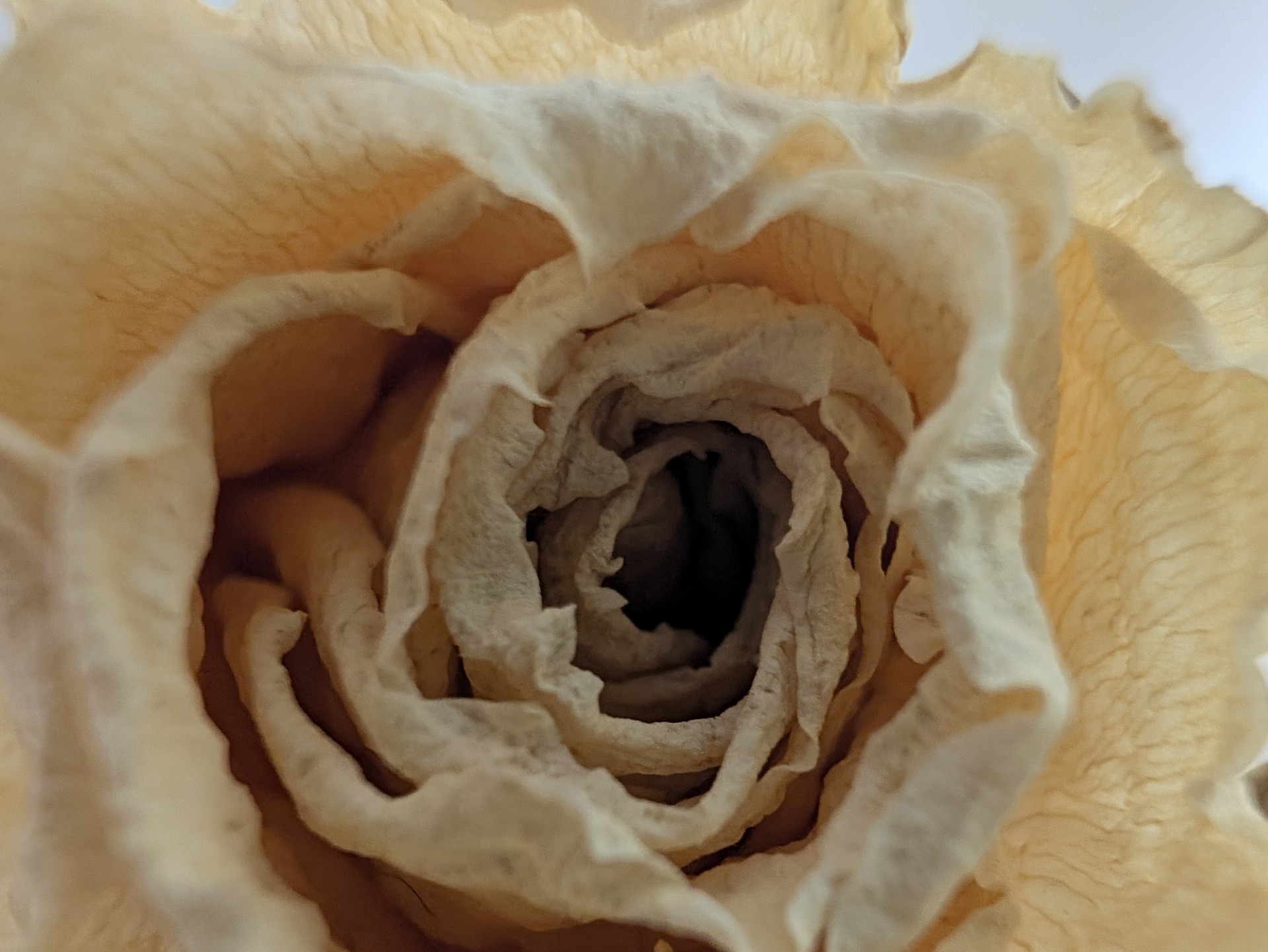 Rosa marchita en primer plano, detallando sus pétalos arrugados y secos con tonos beige.