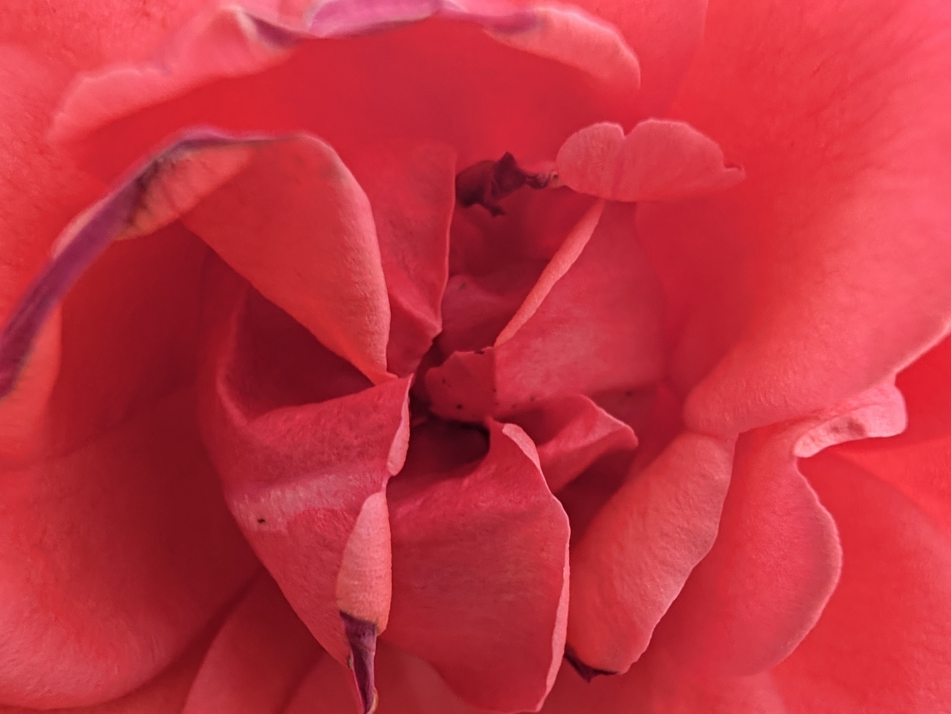 Primer plano de una rosa roja en plena floración, mostrando sus pétalos suaves y brillantes entrelazados.