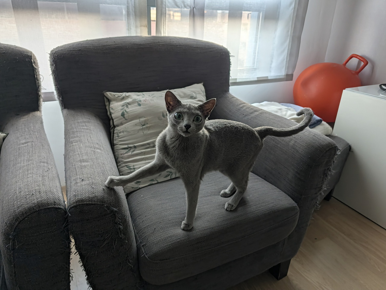 Gato gris con mirada curiosa sobre sillón desgastado en una sala iluminada por ventanas.