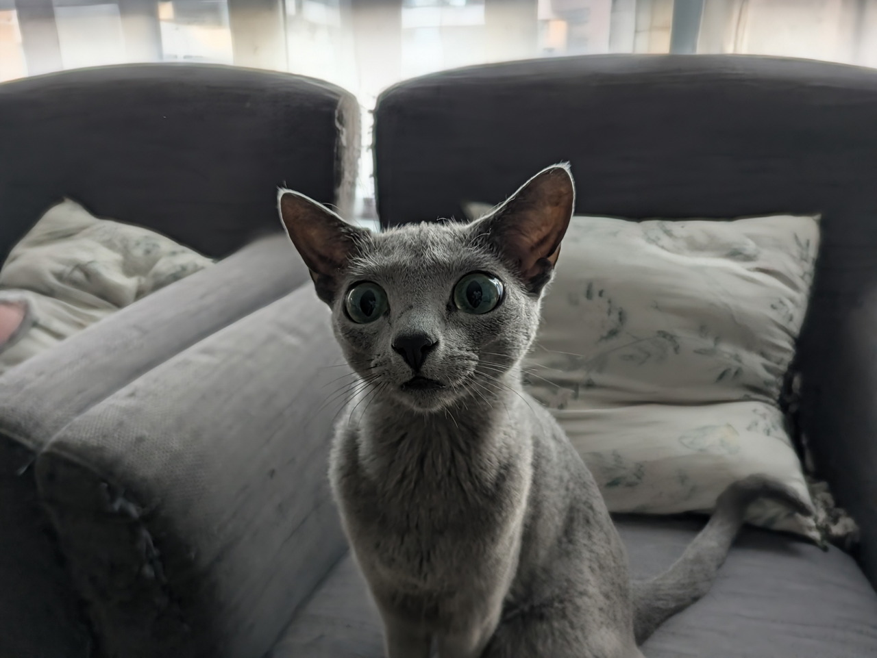 Gato de ojos grandes mirando curioso mientras está sentado en un sofá gris con cojines. Ambiente interior.