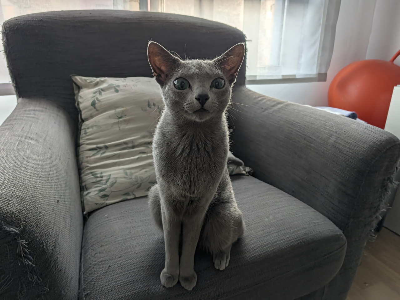 Gato gris sentado en un sillón junto a una ventana, con cojín de hojas verdes. Ambiente hogareño y tranquilo.