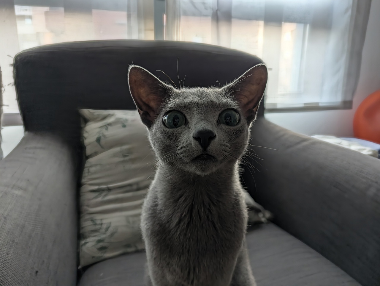 Gato gris de ojos grandes sentado en un sillón gris, mirando a la cámara con curiosidad.