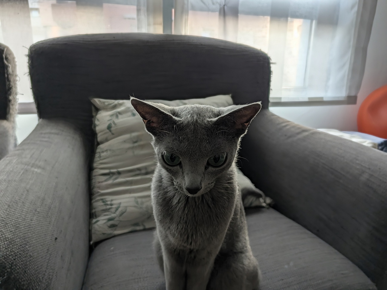 Gato gris sentado en un sillón oscuro frente a una ventana iluminada.