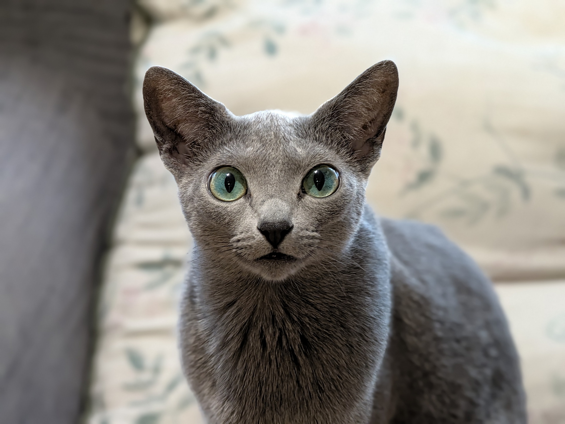 Gato gris de ojos verdes mirando a la cámara, sentado sobre una almohada floral en un ambiente interior.