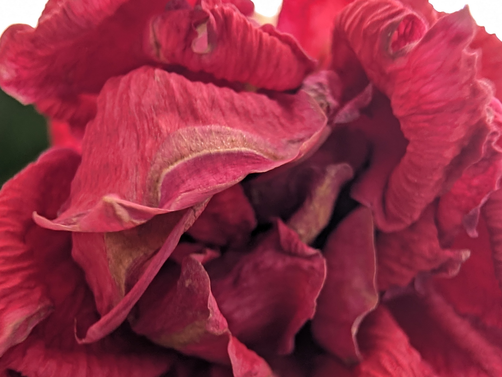 Primer plano de pétalos de flor roja, textura arrugada y detalles vibrantes.