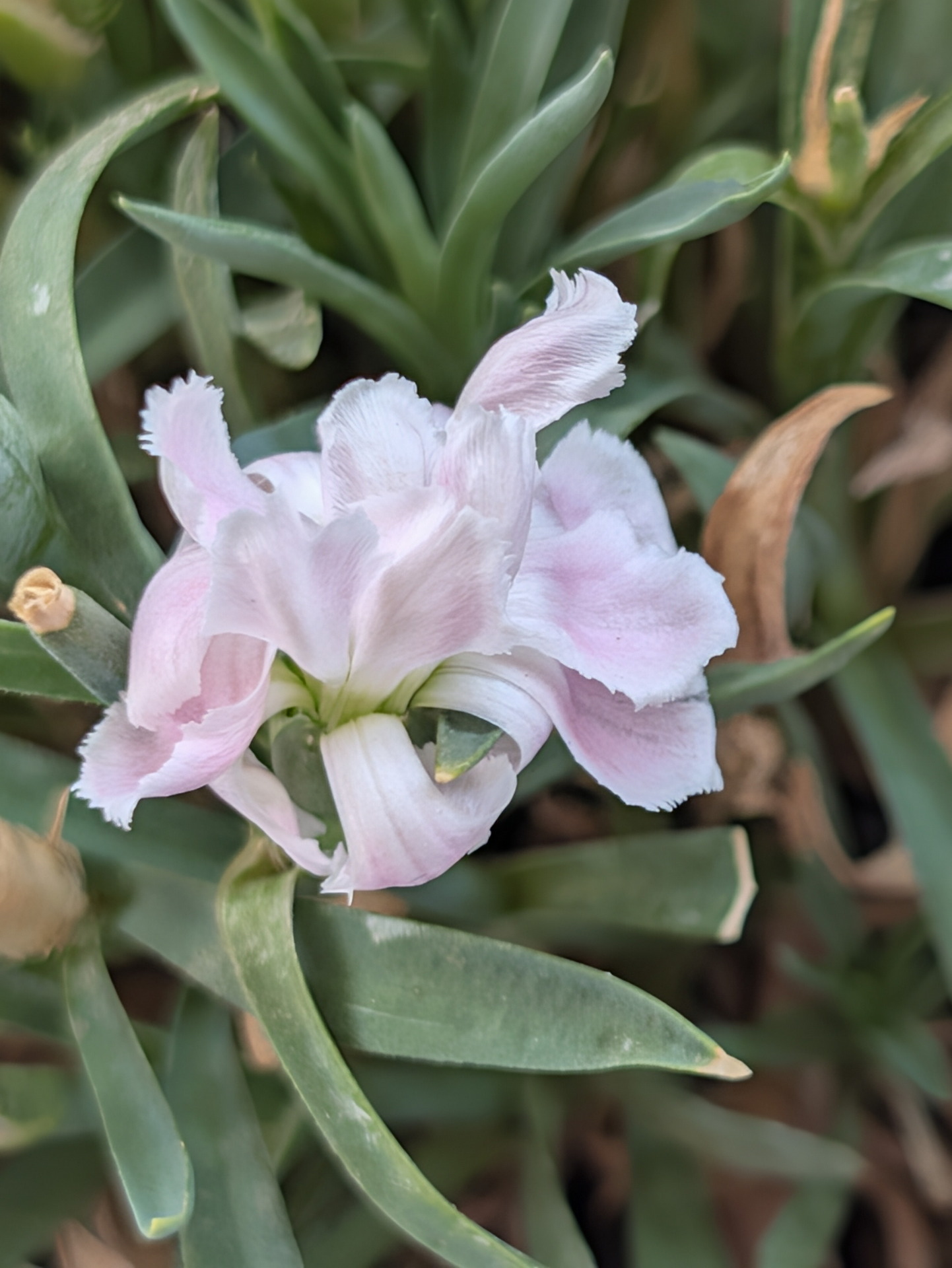 Flor rosa suave con pétalos ondulados entre hojas verdes, capturada en primer plano en un jardín.
