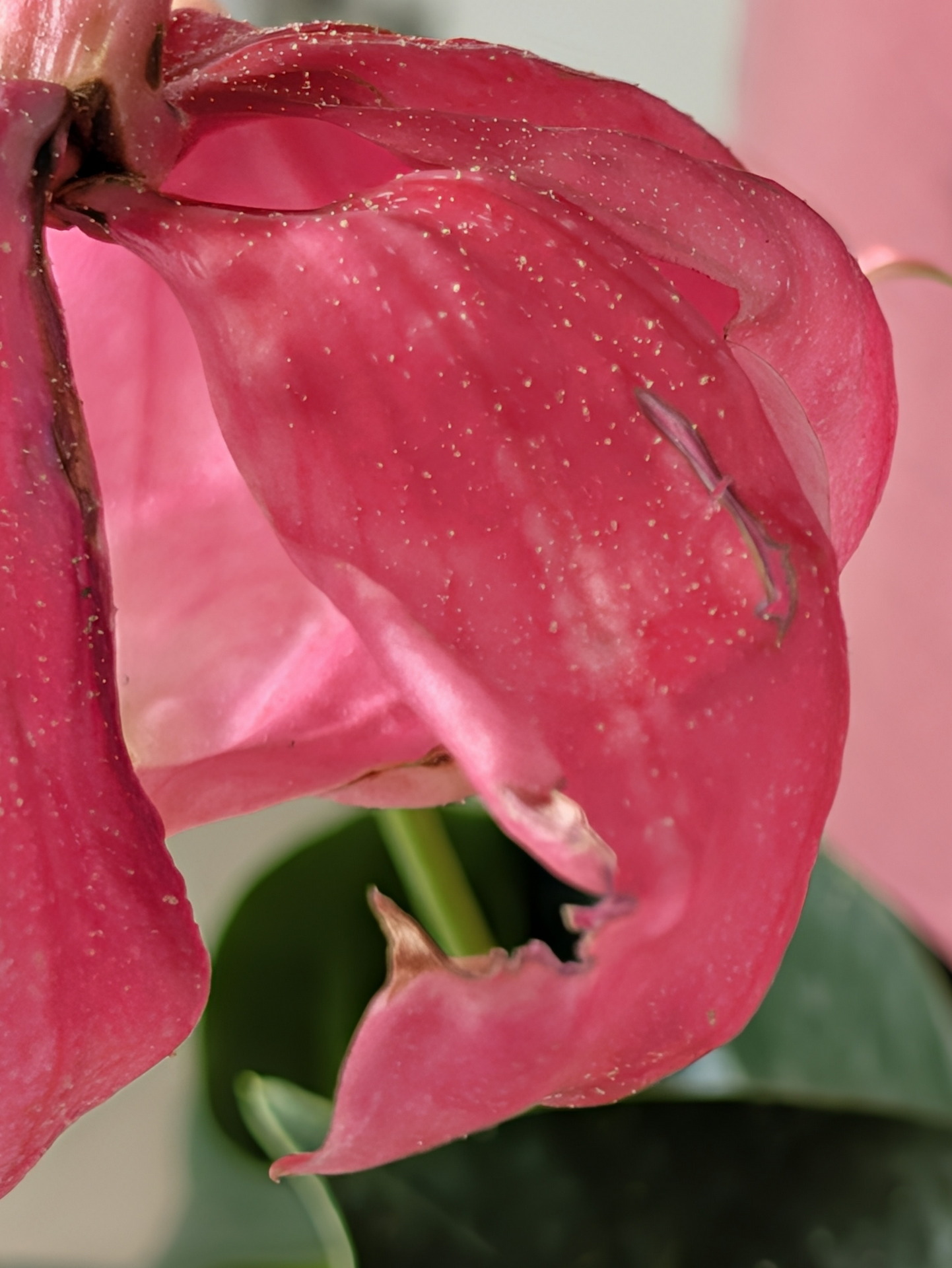Flor rosada en primer plano con detalles de textura y fondo desenfocado.