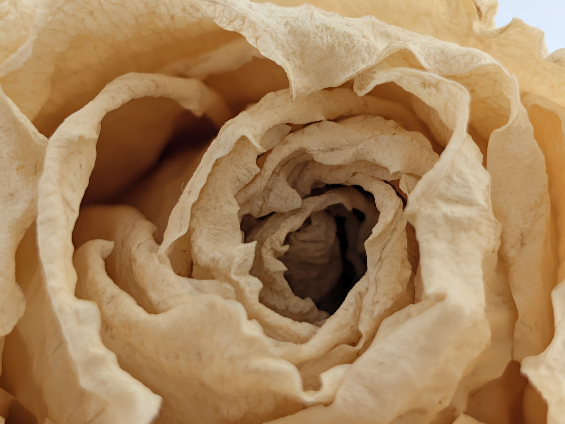 Primer plano de una rosa blanca marchita con pétalos arrugados y tonos ocres.