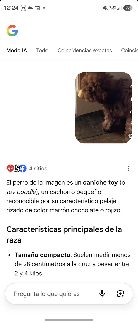 Perro caniche toy con pelaje rizado marrón chocolate. Características: tamaño compacto, menos de 28 cm.