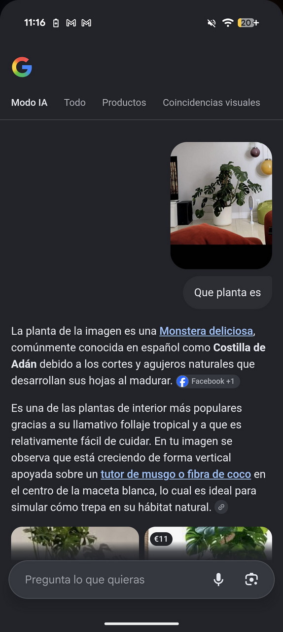 Planta Monstera deliciosa en maceta blanca, con tutor de musgo, en sala minimalista. Follaje tropical vibrante.
