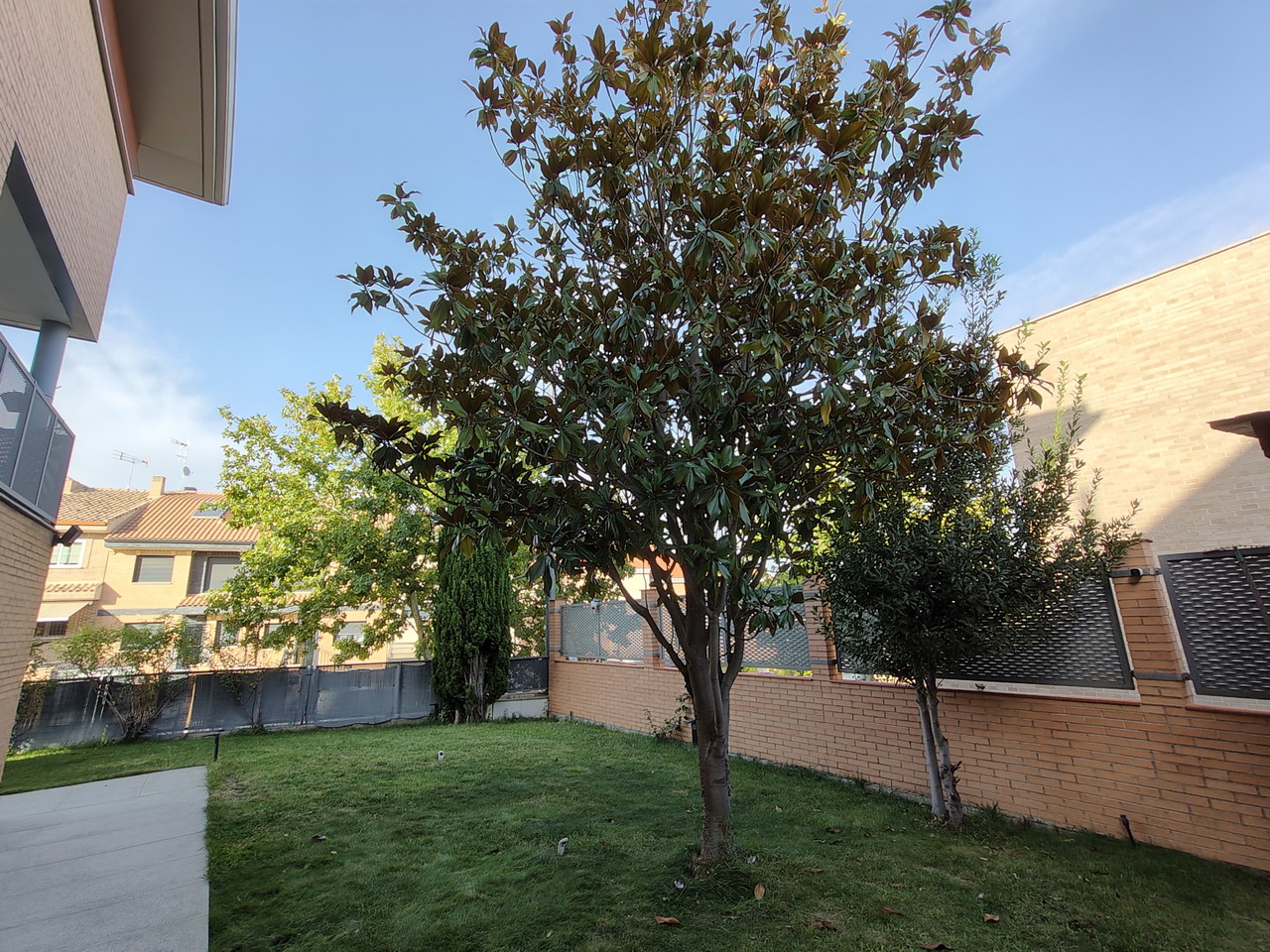 Árbol en jardín de casa con césped verde y ladrillo alrededor, cielo azul despejado.