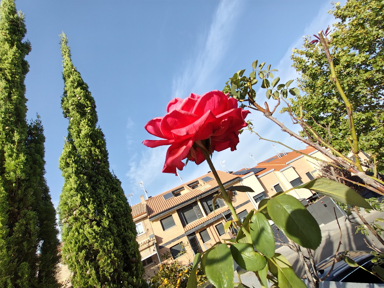 Rosa roja en primer plano con casas y cielo azul de fondo, resaltando contraste de colores en un entorno urbano.