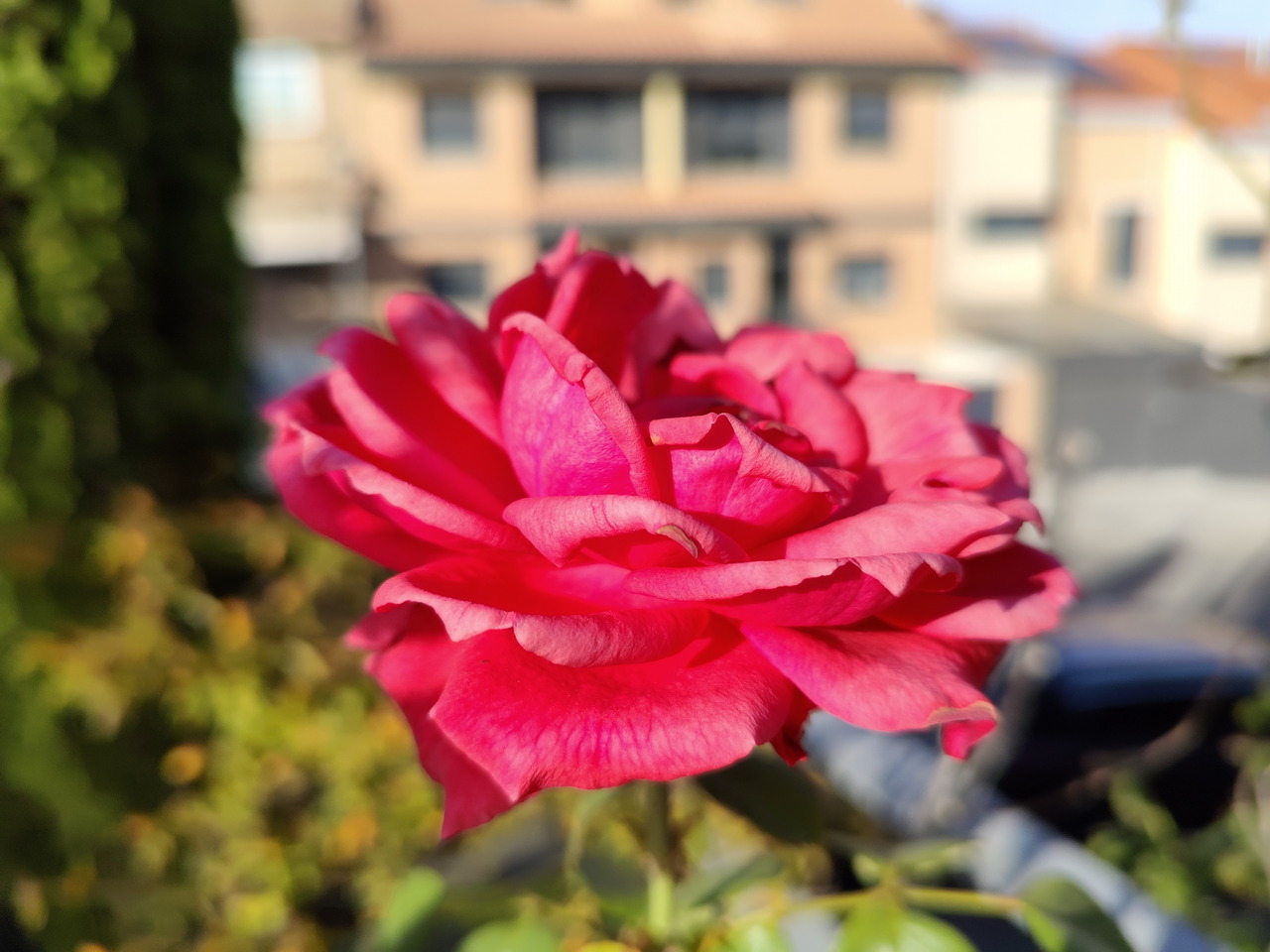 Rosa roja en primer plano con fondo desenfocado de casas, capturando la esencia de la naturaleza urbana.