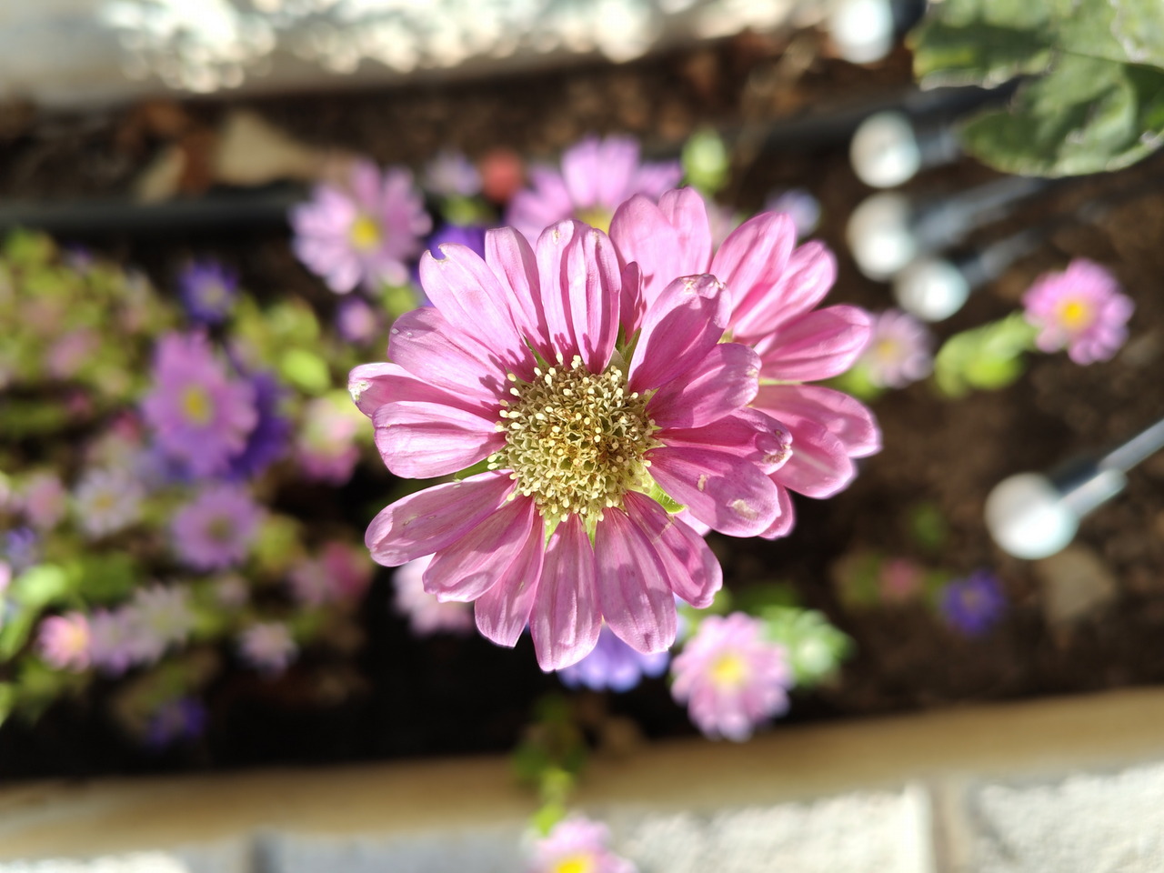 Flor rosa en primer plano con fondo de flores moradas difuminadas en un jardín iluminado por el sol.
