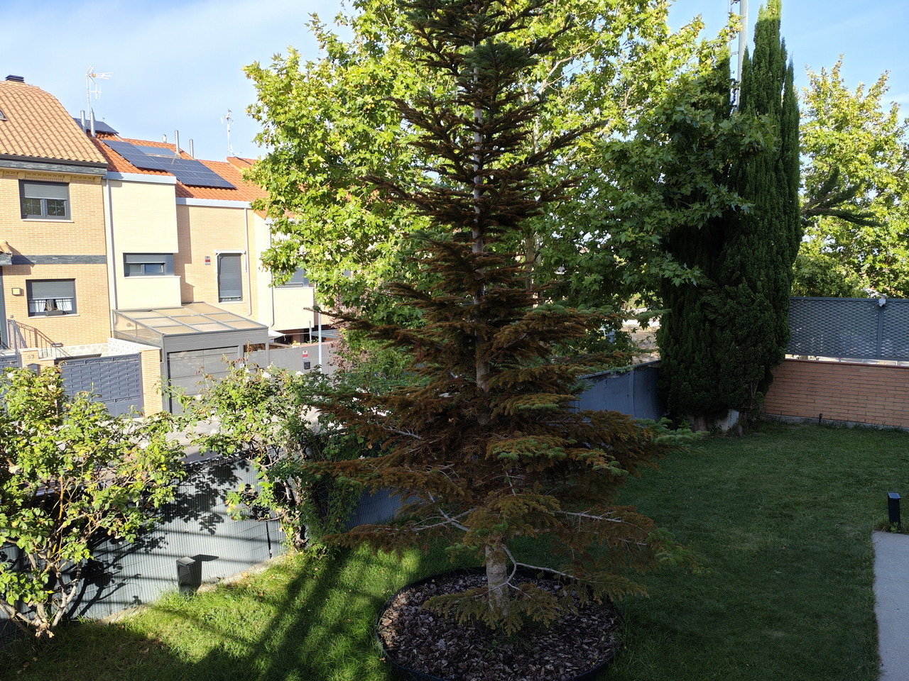 Árbol en jardín de casa con césped y arbustos, rodeado de casas con techos de tejas rojas y paneles solares.