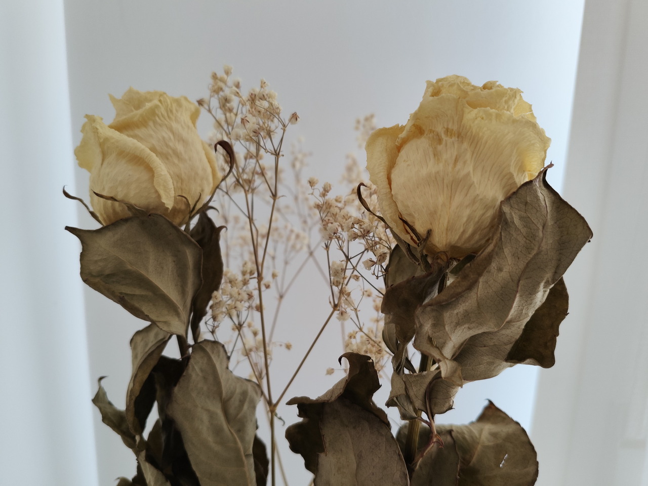 Dos rosas amarillas secas con hojas marchitas y flores pequeñas, sobre fondo claro.