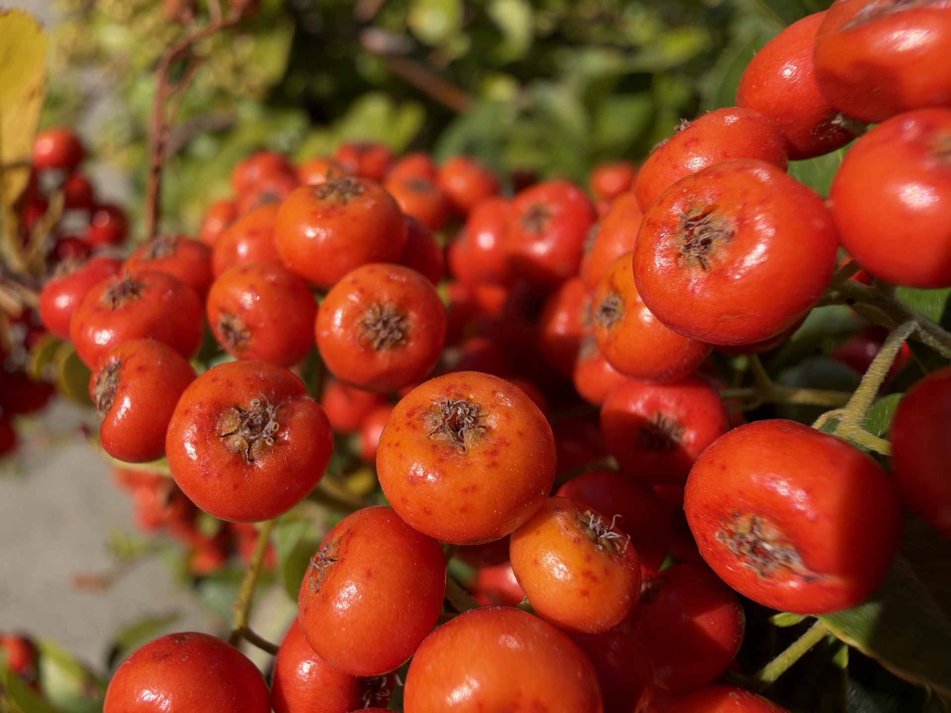 Primer plano de bayas rojas brillantes en arbusto verde, iluminadas por el sol de la tarde en un jardín vibrante.