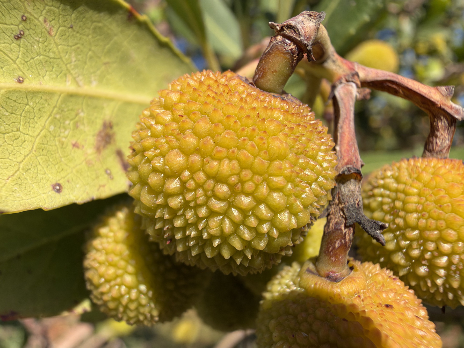 Fruta amarilla con textura rugosa en árbol. Hojas verdes brillantes. Primer plano soleado.