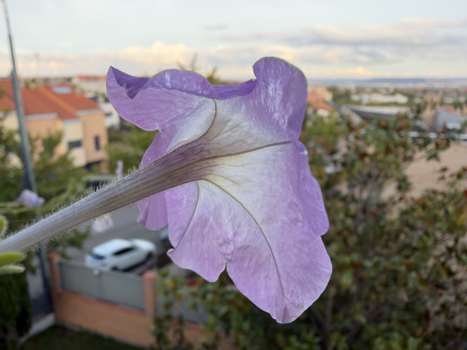 Flor violeta con fondo urbano desenfocado, destacando sus detalles y textura.