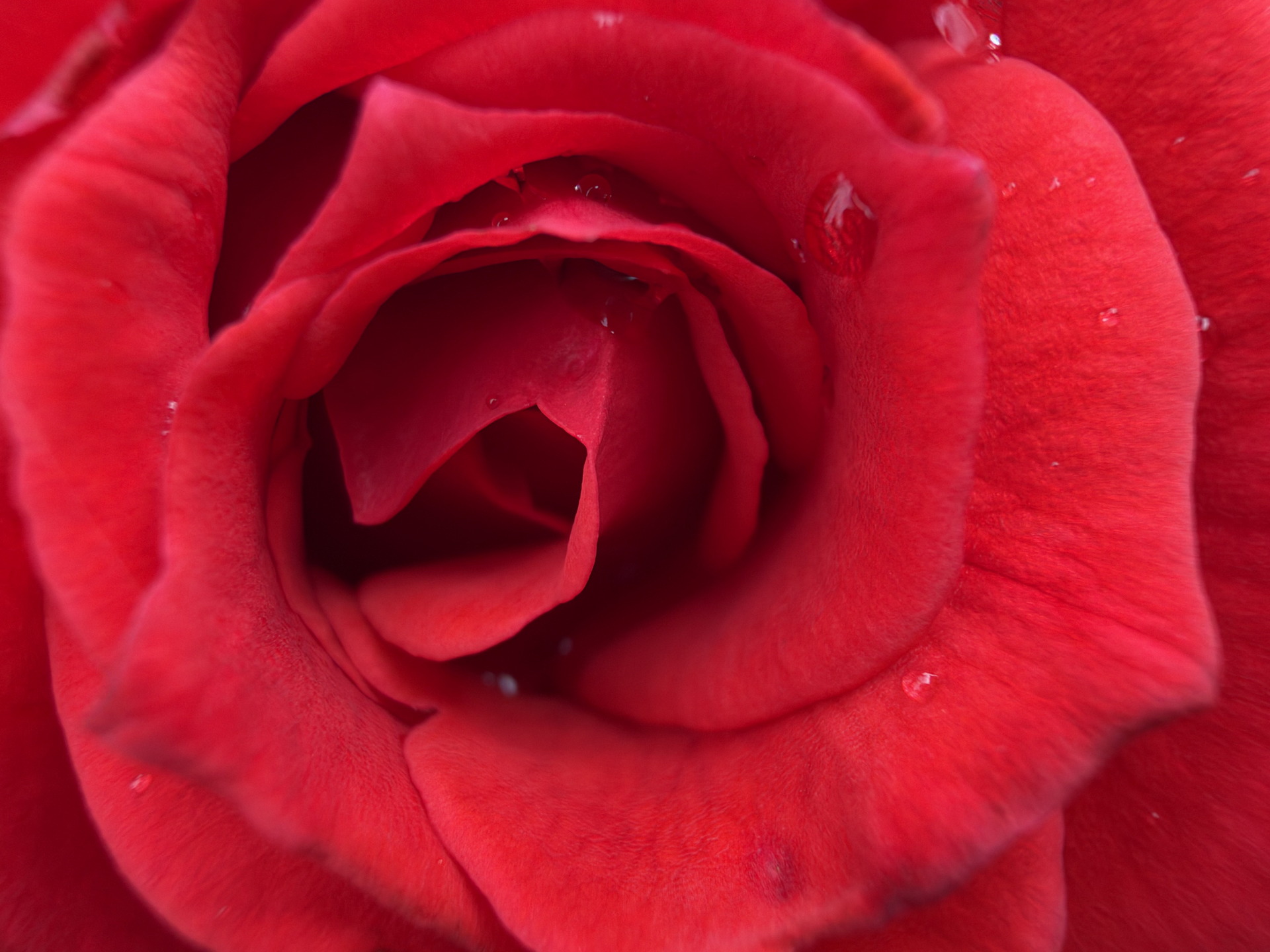 Rosa roja con gotas de agua en sus pétalos, mostrando detalle y textura vibrante. Ideal para decoración floral.
