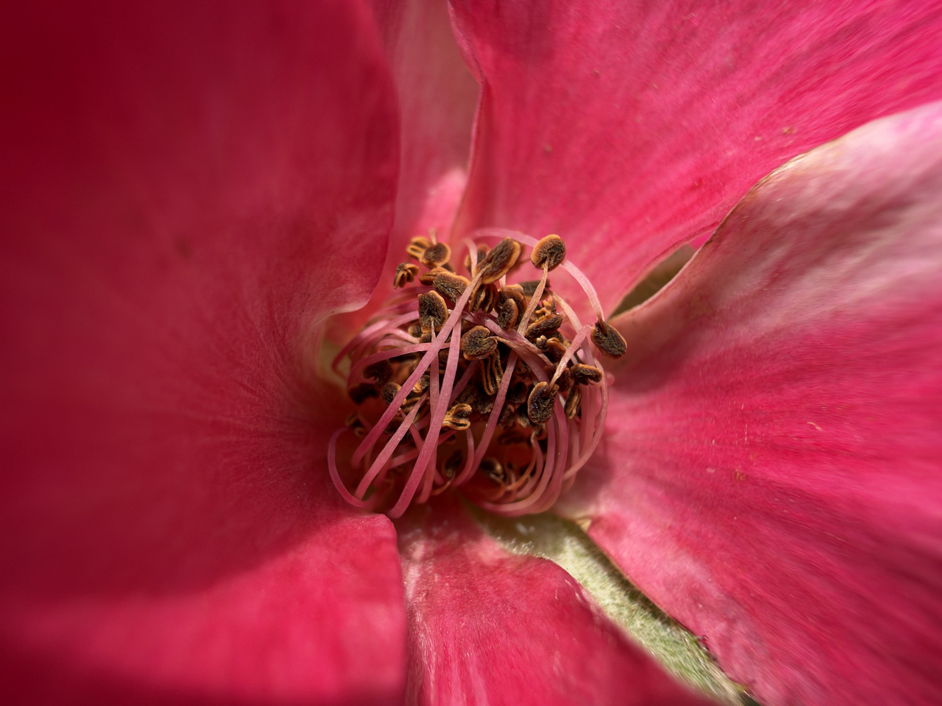 Primer plano de una flor rosa con detalles del centro y pétalos vibrantes.